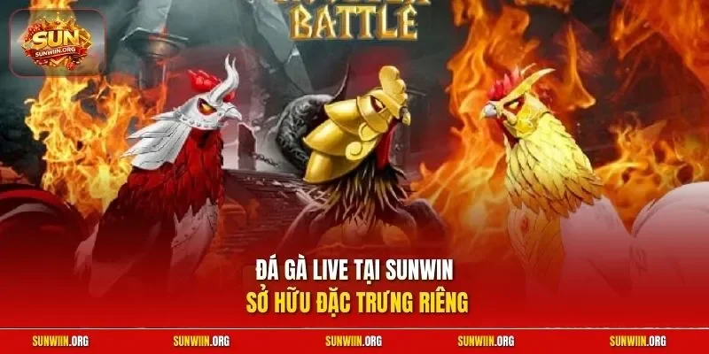 Đá gà live tại Sunwin sở hữu đặc trưng riêng