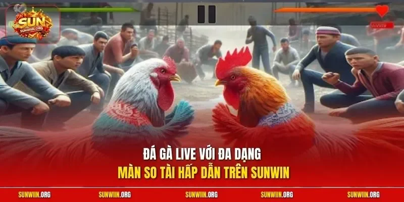 Đá gà live với đa dạng màn so tài hấp dẫn trên Sunwin